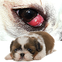 Cherry eye in dogs – Can this be treated without Expensive surgery? find out here…