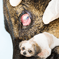 Dog pink eye conjunctivitis infection