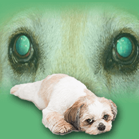 Progressive Retinal Atrophy (PRA) in dogs (Degeneration of the Retina)