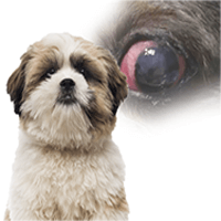 shih tzu eye goop eye in shih tzu dogs could be an indication of a more serious issue shih tzu eye goop eye in shih tzu dogs could be an indication of a more serious issue