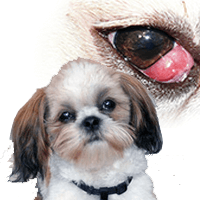 Shih Tzu eye problems – Critical things you MUST Know about your pet!