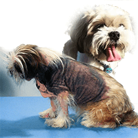 Shih Tzu skin problems – It could simply be that you are bathing your dog too often?