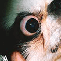 Trichiasis in dogs – The best options for treating and looking after a dog with this condition…