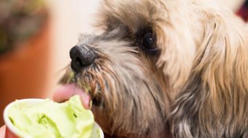 How to Prevent my Shih Tzu eating poo?
