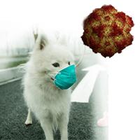 Parvo In Dogs – The definitive Guide