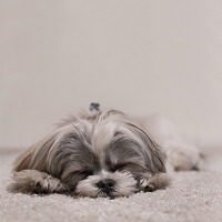 Hair loss in Shih Tzu – Serious condition that needs to be treated early!!!