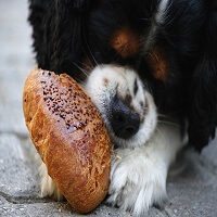 Grain Free Dog Food – Is it Really better for my Dog? Here’s the REAL Truth!