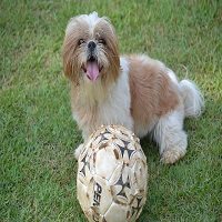 Shih Tzu Toys – Your pet has ONLY a very few possessions!