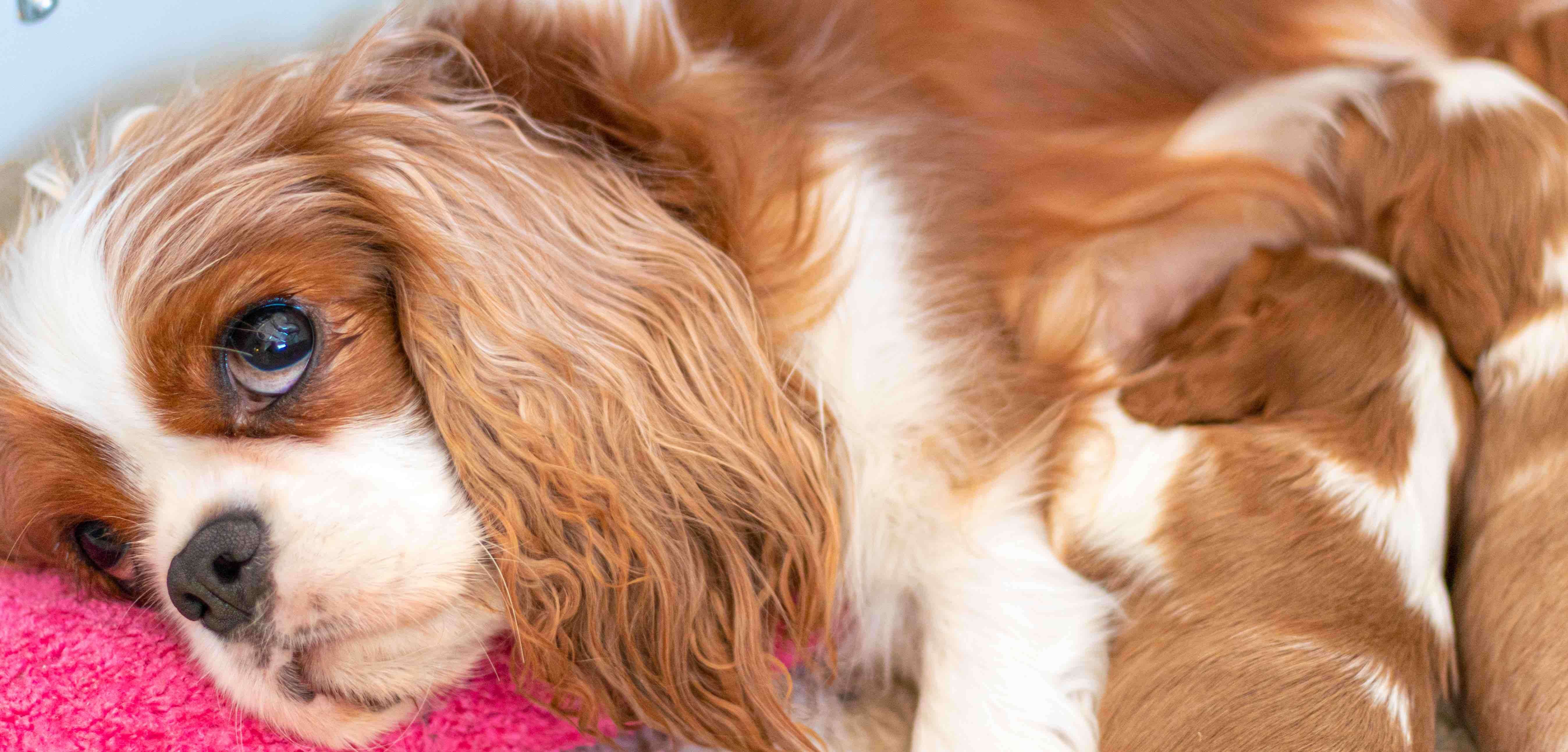 Dog Pregnancy Calendar A Comprehensive Look At Duration Heat Cycle 