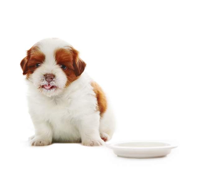 A cute Shih Tzu puppy looking for good food, also has a milk mustache. This is A review of the Best dog food for Shih Tzu and a Buyer’s Guide