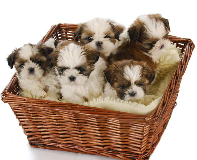 A litter of adorable Shih Tzu puppies, so How often should you feed them? is free feeding a good idea?