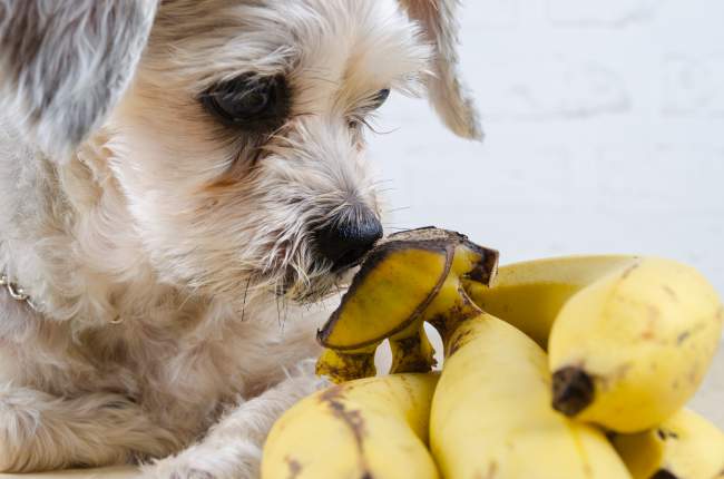 Shih tzu sniffing a bunch of bananas to check whether it is agreeable with its palette and the digestive system.
