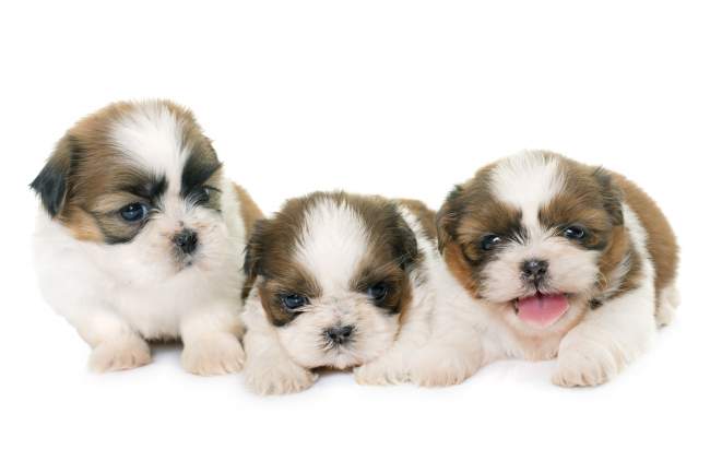 shih tzu research center