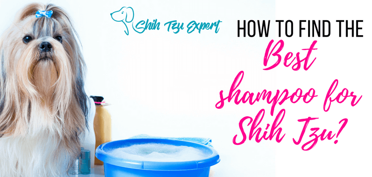 Best shampoo for Shih Tzu  – Buyer’s Guide