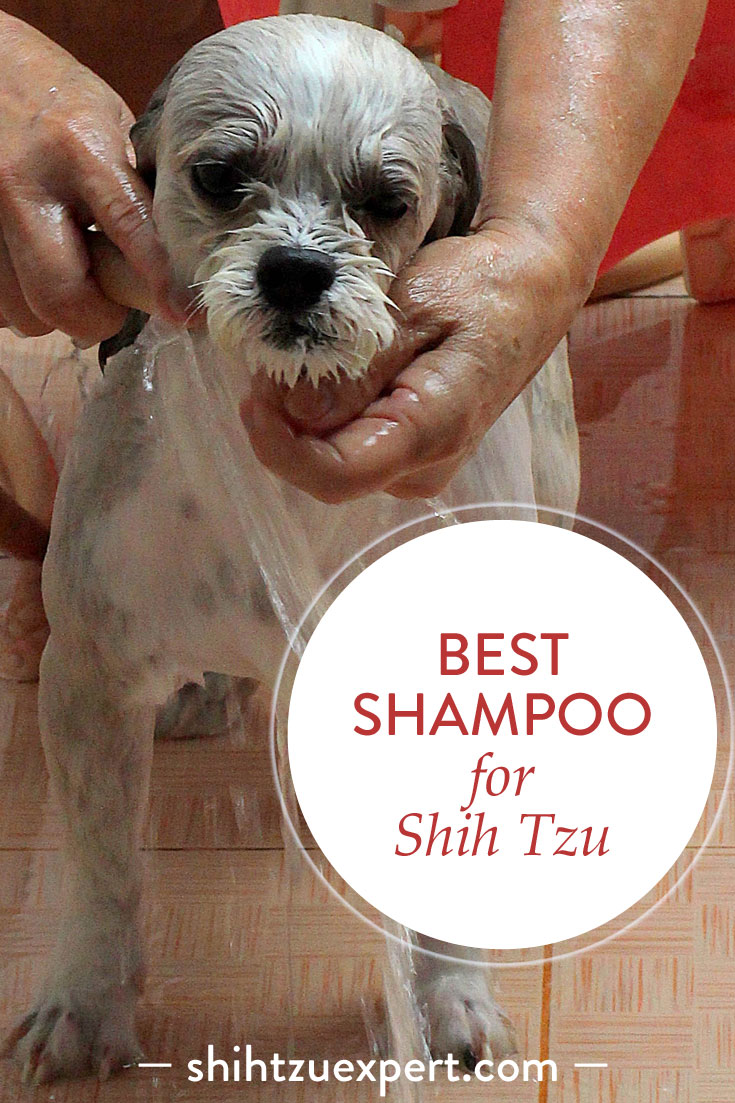 Best shampoo for Shih Tzu – Buyer’s Guide