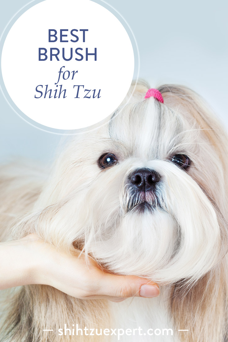 How to find the best brush for Shih Tzu? A cute Shih Tzu girl posing in a waiting position to be groomed