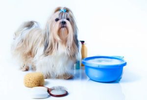 How to find the Best shampoo for Shih Tzu