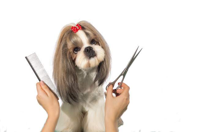 Shih Tzu being groomed using Scissors and comb