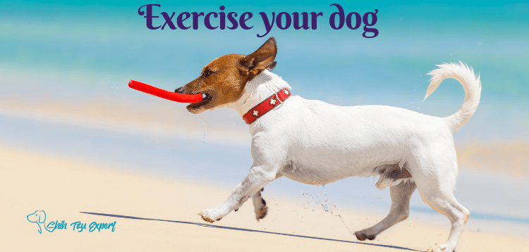 Exercise your dog before grooming