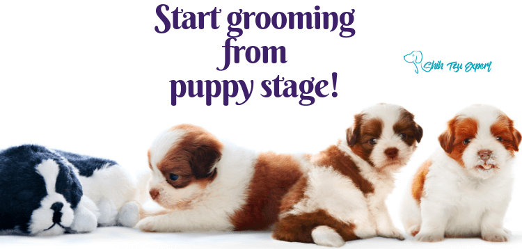 Start grooming from puppy stage! 