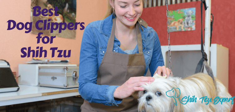 how to groom a shih tzu with clippers