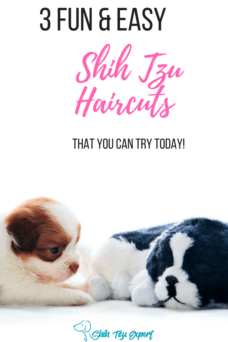 how do you clip a shih tzu