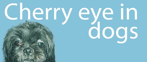Cherry eye in dogs