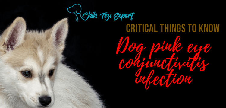 Dog pink eye conjunctivitis infection