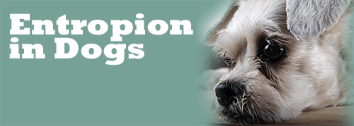 Entropion in Dogs