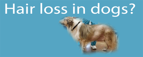 Hair loss in dogs