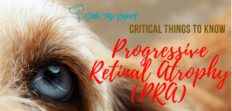 Progressive Retinal Atrophy (PRA) in dogs (Degeneration of the Retina)
