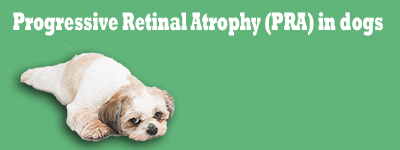 Progressive Retinal Atrophy (PRA) in dogs