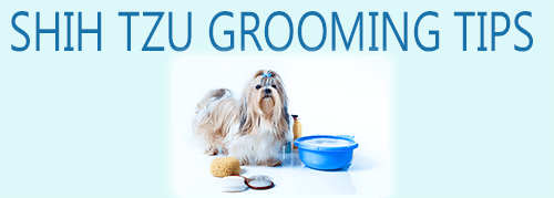 Shih Tzu Grooming Tips