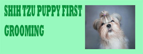 Shih Tzu Puppy First Grooming