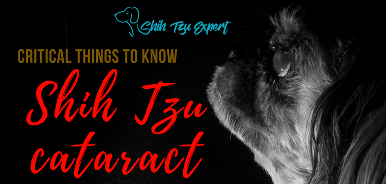Shih Tzu cataract - Should be detected early and treated to avoid Blindness! Shih Tzu cataract – Should be detected early and treated to avoid Blindness!