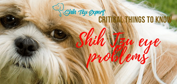 Shih Tzu eye problems – Critical things you MUST Know about your pet!