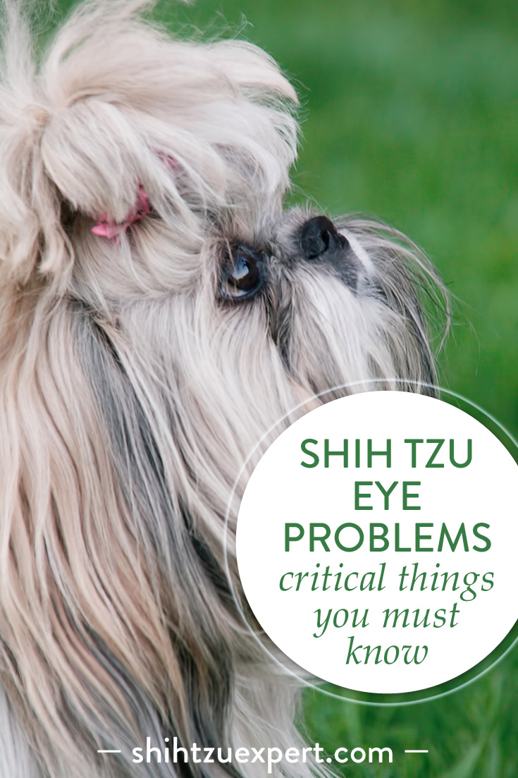 Shih Tzu eye problems