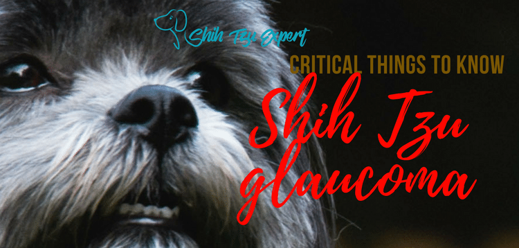 Shih Tzu glaucoma – This is the most Painful eye problem!