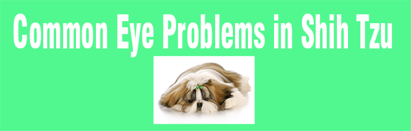 Shih Tzu glaucoma