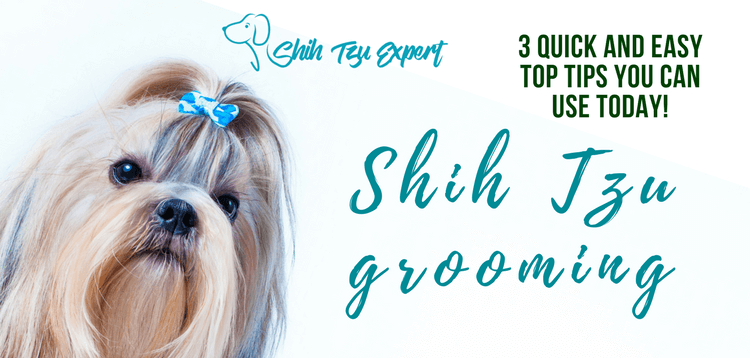 Shih Tzu grooming – Quick and Easy Top tips you can use Today