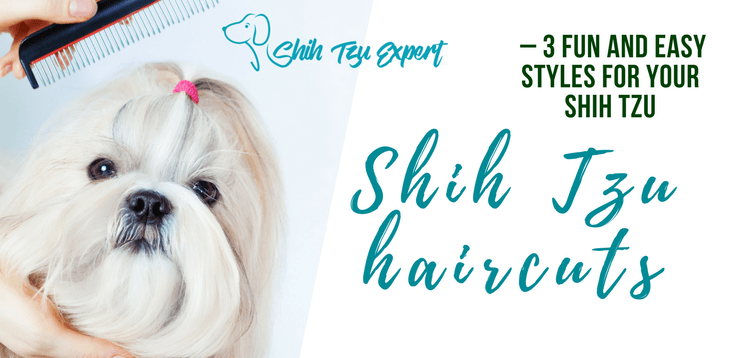 Shih Tzu haircuts – 3 Fun and Easy styles for your Shih Tzu