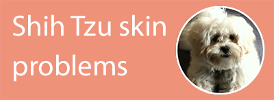 Shih Tzu skin problems