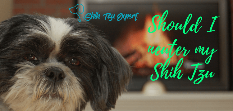 Should I neuter my Shih Tzu? Dangers!, Risks, Advantages – Know these before Castrating your Dog!