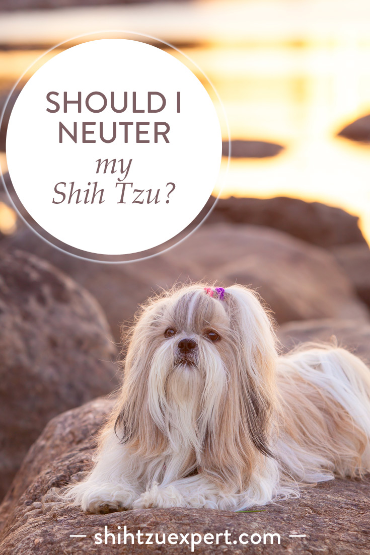 Should I neuter my Shih Tzu? Dangers!, Risks, Advantages