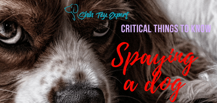 Spaying a dog – The MOST Critical things you MUST know Before!