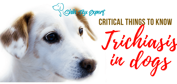Trichiasis in dogs