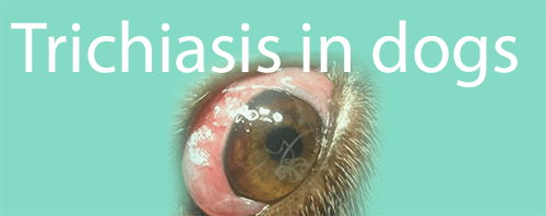Trichiasis in dogs