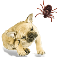 Fleas and Ticks on dogs