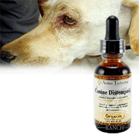 Alternative Treatments for distemper