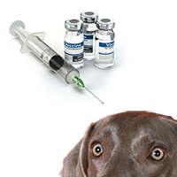 Can A Fully Vaccinated Dog Get Distemper